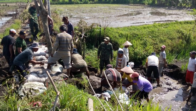 anggota tni bersama warga melakukan aksi gotong rotong memperbaiki tanggul. foto sis/nusantaranews