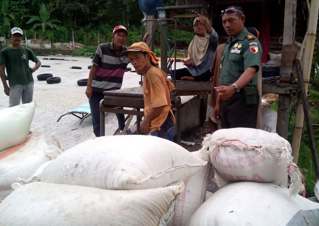 Danramil Ledokombo, Sumaryono bersama Kelompok Tani Maju Makmur, Jember melakukan penimbangan gabah hasil panen. (Foto: Nusantaranews.co/Sis24)