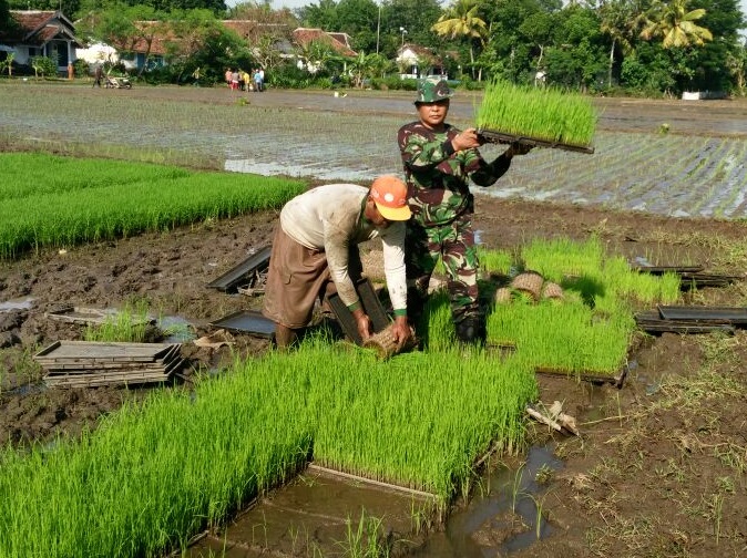 Kegiatan bersama warga melakukan percepatan tanam. Foto SisNUsantaranews