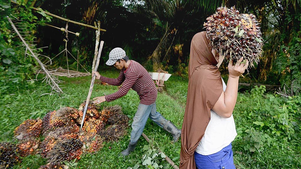 Para Petani Sawit Tampak Sedang Mengangkut Hasil Panen Sawit. Foto Ilustrasi/Kompas