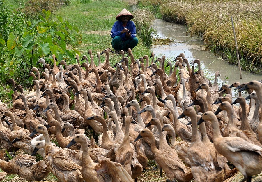 Peternak bebek saat mengawal hewan peliharaannya. Foto via harian indo