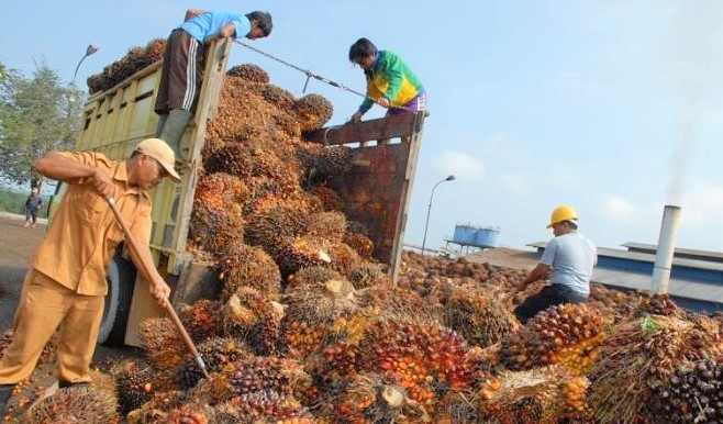 Ilustrasi Moratorium Ekspor Kelapa Mentah/Foto: Dok. Tribunnews