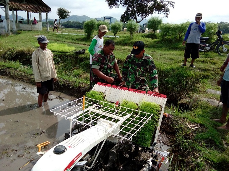 Babinsa Dukuh Dempok Dampingi Pok Tani Lakukan Percepatan Tanam/Foto Sis24