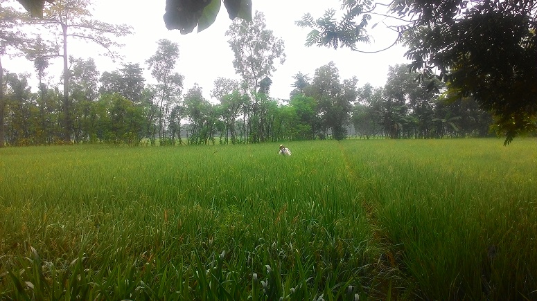 PETANI DUKUH DUWET, DESA BANCAR, KECAMATAN BUNGKAL, KABUPATEN PONOROGO SEDANG MELAKUKAN PENYEMPROTAN HAMA WERENG. (FOTO : MUH NURCHOLIS)