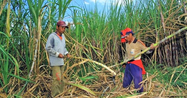 Ilustrasi "Petani Tebu sedang panen"/Foto: indonesianindustry.com