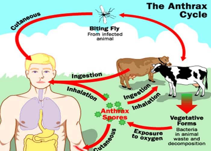 Proses Persebaran Virus Antraks. Foto Ilustrasi/Nusantaranews