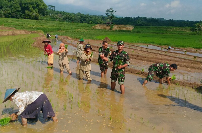 Tanam Padi Bersan Di Sidorejo