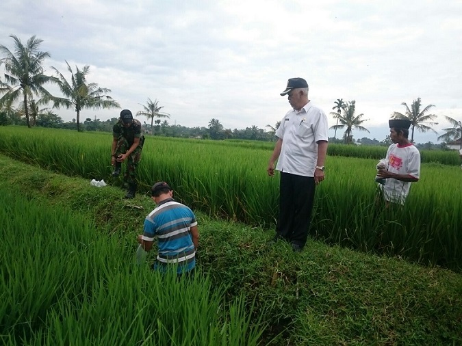 Babinsa di Jember Perangi Tikus/Foto Sis24