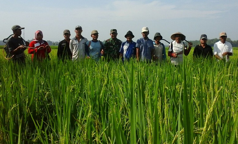 Para petani di Jember Kendalikan Hawa Wereng Secara Massal/Foto Dok. Pribadi