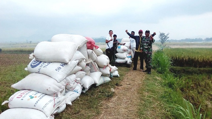 Bulog Sub Divre Jember dan Koramil 0824/23 Wuluhan Kompak Serap Gabah Petani/Foto Sis24