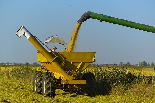 Panen Padi di California. Foto: The California Rice Commission