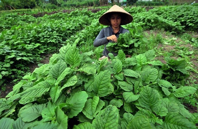 Kebun Bayam milik UMKM. Foto: Dok. Tips UMKM