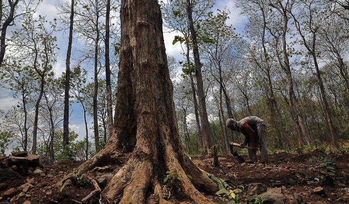 Hutan Jati (Ilustrasi). Foto: Dok. libregraphics.asia