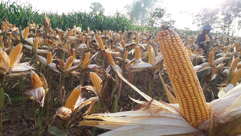 Beberapa wilayah di Kabupaten Ponorogo, Jatim saat ini mulai melakukan panen raya jagung. (Foto: Muh Nurcholis/NusantaraNews)