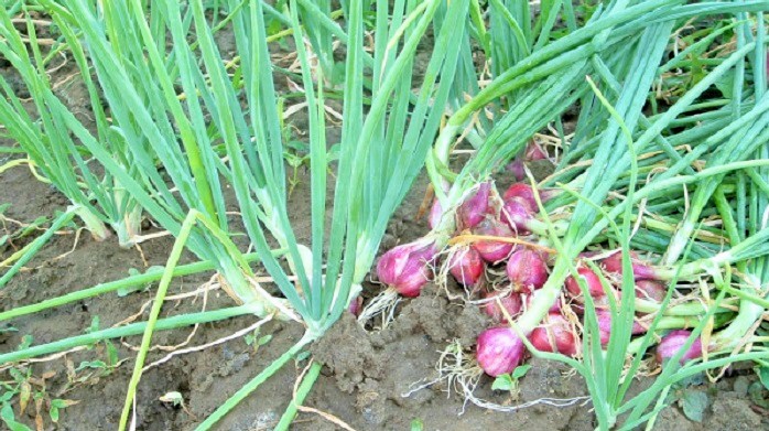 Bawang Merah Organik NTT (Ilustrasi). Foto: Dok. Suara Merdeka