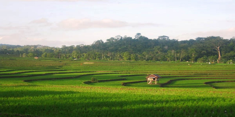 Hutan dan Sawah warga