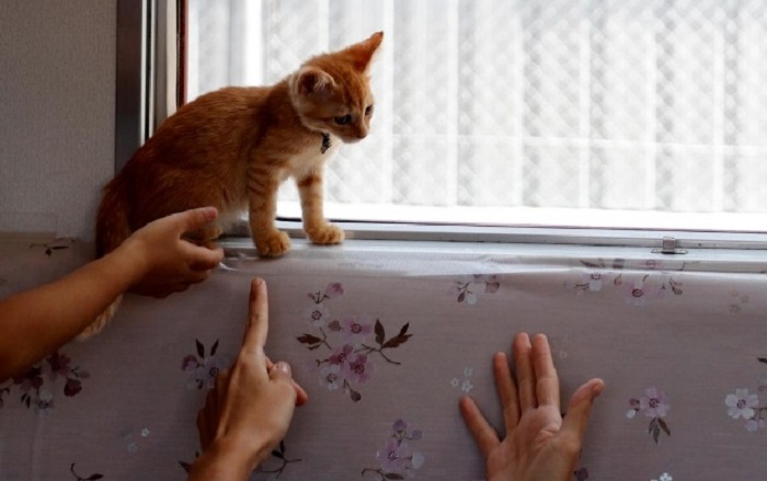 Kereta Api Jepang Membiarkan Puluhan Kucing Berkeliaran di Antara Penumpang. Foto: Dok. Reuters