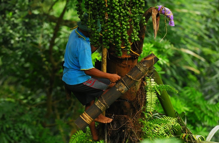 Pohon Aren (Nira)/Foto via myimage/Nusantaranews