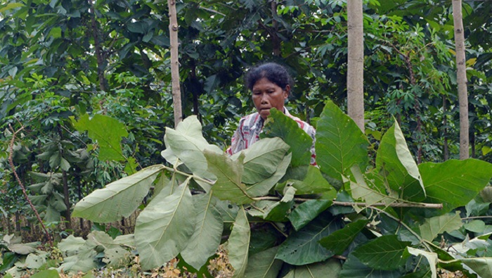 Petani Sambut Positif Rencana DPR Tinjau Lapangan Perhutanan Sosial. Foto: Dok. Media Indonesia