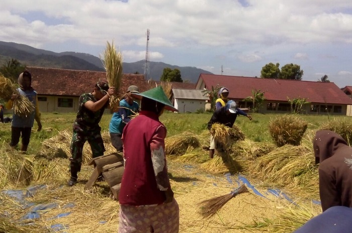 Anggota TNI Ponorogo Panen Padi Bersama Warga (Foto: Nurcholis/Nusantaranews)