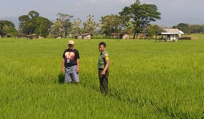 Serma Mariyadi Jalani Agenda Rutin Babinsa di Sawah-Ladang. Kali ini ia melaksanakan pendampingan pertanian di kelompok tani Ronggoniti Ponorogo. Foto pendim02/ NusantaraNews