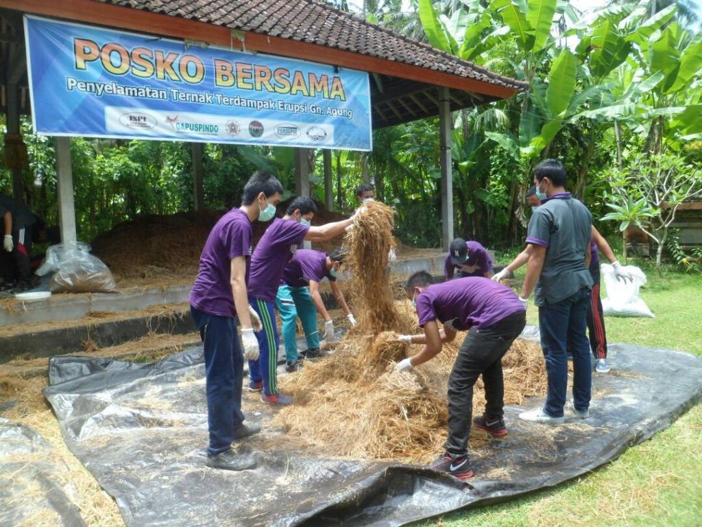 Mahasiswa, Dosen dan masyarakat bekerja sama menyiapkan pakan ternak bagi kebutuhan ternak di daerah yang membutuhkan. (Foto: Istimewa)