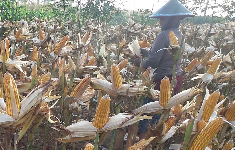 Petani Ponorogo Panen Jagung (Foto: Nurcholis/Nusantaranews)