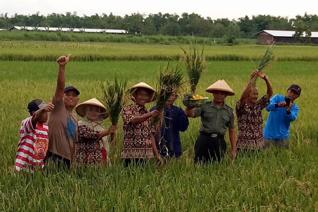 Danramil 0804/07 Karangrejo Kapten Inf Arif W beseta jajaran Muspika melaksanakan Panen Raya Padi di Desa Sambirembe Kec Karangrejo Kab Magetan bersama masyarakat Petani anggota Poktan Tani Rahayu pada Minggu (19/11/17). Foto: Dok. Istimewa