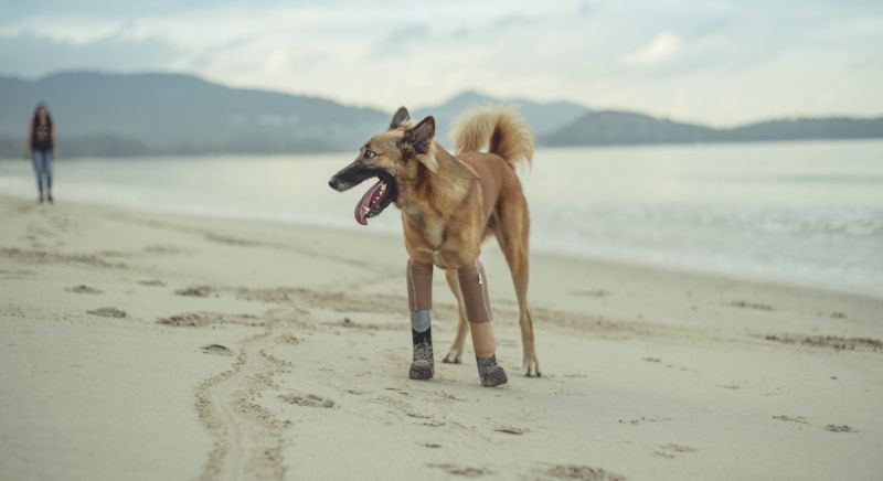 The Soi Dog Foundation membuat seekor anjing kembali berjalan normal dengan kaki palsu setelah putus disabit samurai. Foto: The Soi Dog Foundation