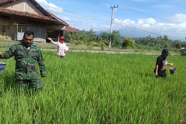 Babinsa Mulyosari Pupuk Padi. Foto: Dok. Md 0807