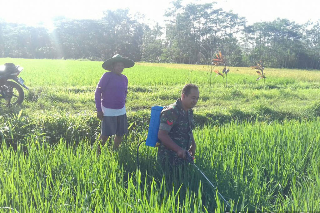 Babinsa Desa Plandaan Koramil 0807/03 Kedungwaru membantu petani merawat tanaman padi. Foto: Dok. Koramil 0807/03 Kedungwaru