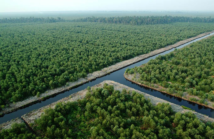 Lahan garapan milik Riau Andalan Pulp and Paper (PT RAPP). Foto: Dok. Istimewa