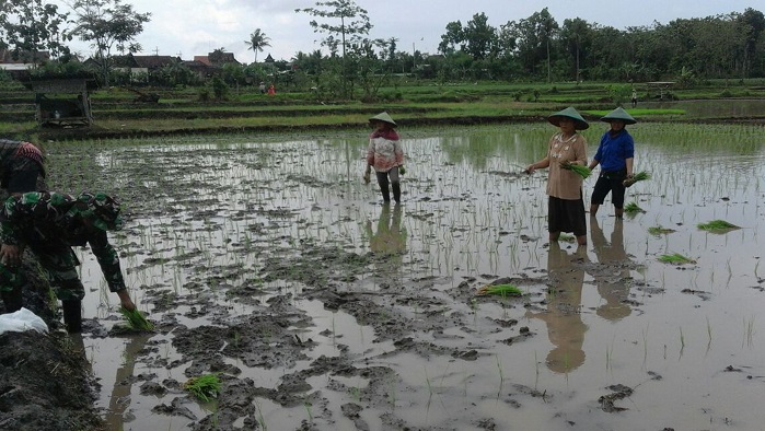 Babinsa Koramil 0807/19 Pucanglaban, Sertu Suwito turun ke sawah bantu petani tanam padi. Foto: Dok. MD0807/ NusantaraNews