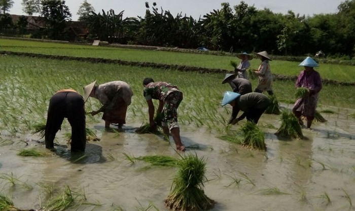 Babinsa Koramil 0812/07 Bluluk, Serda Aminullah melaksanakan pendampingan bidang pertanian kepada Kelompok Tani (Poktan) di Desa Banjar Gondang, Kecamatan Bluluk, Kabupaten Lamongan, Senin (18/12/2017). Foto: Dok. Penrem 082/CPYJ