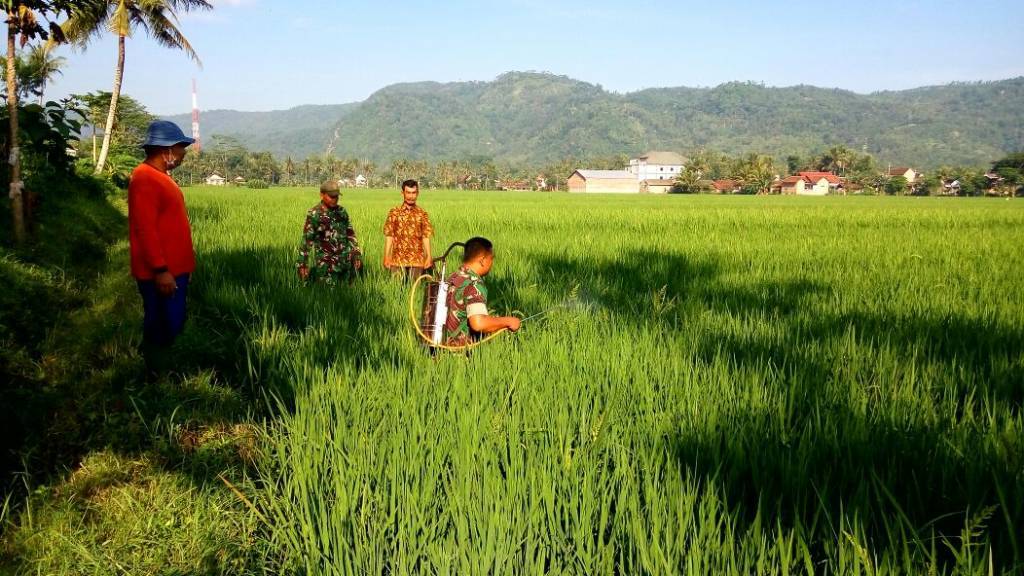 Babinsa Bantengan Koramil 0807/11 membantu penyemprotan padi di lahan pertanian padi milik pok tani Handoko Karyo, Desa Bantengan Kec. Bandung dengan luas 37,2 Ha pada Kamis (7/12/17). Foto: Penrem