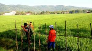 Babinsa Bantengan Koramil 0807/11 membantu penyemprotan padi di lahan pertanian padi milik pok tani Handoko Karyo, Desa Bantengan Kec. Bandung dengan luas 37,2 Ha pada Kamis (7/12/17). Foto: Penrem