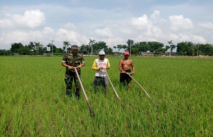 Babinsa Koramil 0814/01 Kota Kodim 0814 Jombang Serda Soli, membantu petani membersihkan gulma di lahan persawahan padi milik Bapak Kaselin, warga Desa Mojongapit, Kecamatan Jombang Kabupaten Jombang, Senin (22/1/2018). Foto: Dok. Penrem 082/CPYJ