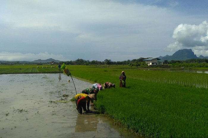 Aksi Babinsa 0807/10 Mendukung Swasembada Pangan Nasional. Foto: Md 0807/ NusantaraNews