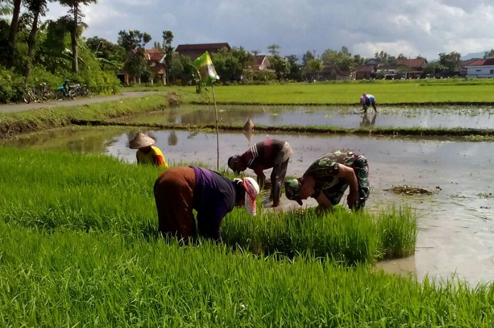 Aksi Babinsa 0807/10 Mendukung Swasembada Pangan Nasional. Foto: Md 0807/ NusantaraNews