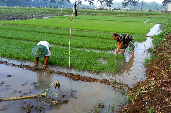 Aksi Babinsa 0807/10 Mendukung Swasembada Pangan Nasional. Foto: Md 0807/ NusantaraNews