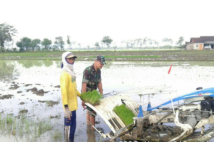 Aksi Babinsa 0807/10 Mendukung Swasembada Pangan Nasional. Foto: Md 0807/ NusantaraNews