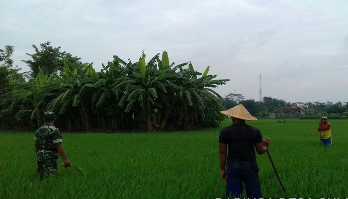 Babinsa Ngunut Serda Sunanto di persawahan milik petani Karso, warga desa Sumberjokulon, Kecamatan Ngunut, Selasa (16/1/2018). Foto: Istimewa