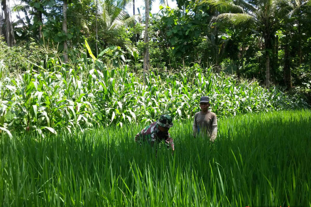 Babinsa Desa Manding Koramil 0807/19 Pucung Laban, Kodim 0807 Tulungagung Serka Sumatnur melaksanakan pendampingan secara langsung kelompok tani Pamuji Lestari di lahan sawah Tukiman warga Desa Manding. Foto: Dok. Koramil 0807/19 Pucung Laban