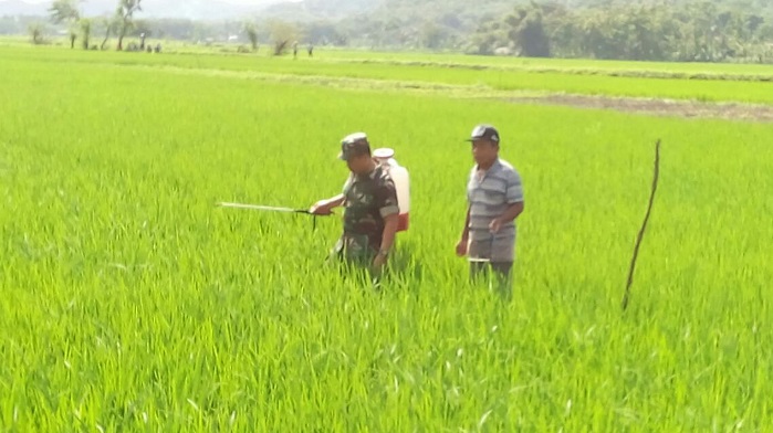 Sertu Mahmudi menyemprot hama padi di sawah Slamet yang bernaung dalam kelompok tani Djadi Luhur, Minggu (28/01/2018). Foto Md 0807/ NusantaraNews