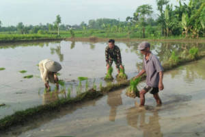 Babinsa Komando Rayon Militer 0807/19 Pucanglaban Serka Jarkasi, yang merupakan jajaran Kodim 0807 Tulungagung membantu kelompok tani Pujiluhur menanam padi di area sawah Sukardi (62) di Kasrepan, Demuk. Foto: Istimewa