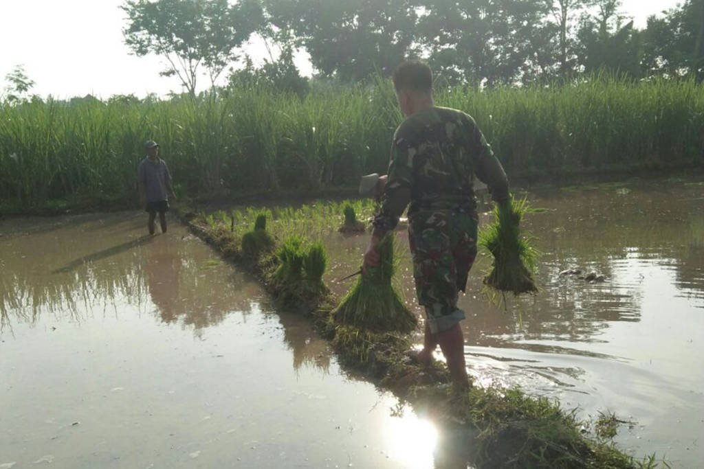 Babinsa Komando Rayon Militer 0807/19 Pucanglaban Serka Jarkasi, yang merupakan jajaran Kodim 0807 Tulungagung membantu kelompok tani Pujiluhur menanam padi di area sawah Sukardi (62) di Kasrepan, Demuk. Foto: Istimewa