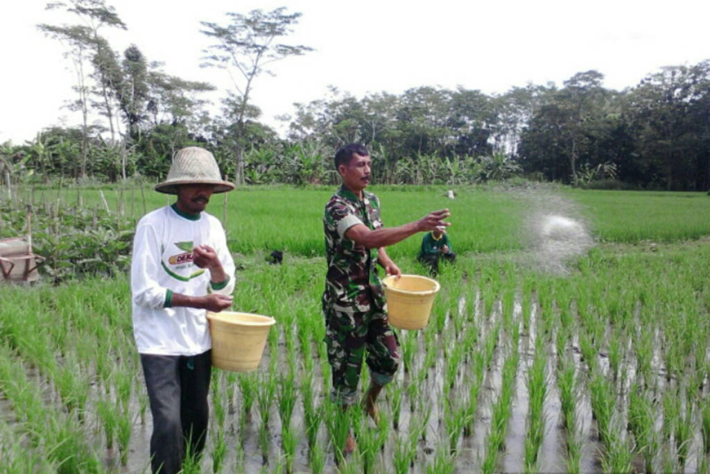 Babinsa Desa Gilang, Koramil 0807/05 Ngunut, jajaran Kodim 0807/Tulungagung Sertu Riyanto, bersama pemilik lahan sawah yang sekaligus ketua kelompok tani Sumber Makmur Muklisin, melakukan pemupukan pada tanaman padi di areal sawah Desa Gilang, Jumat(12/01/2018). Foto: Istimewa