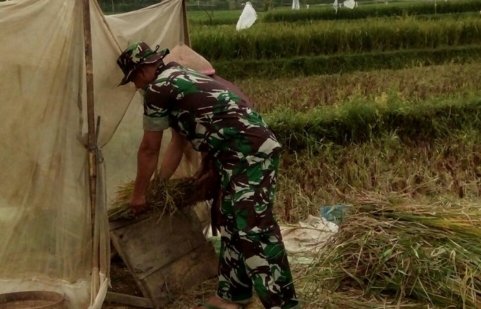 Babinsa koramil 0803/07 Kare Kopda Budi melaksanakan pendampingan panen padi di Dukuh Kuwiran Desa Morang Kecamatan Kare Kabupaten Madiun milik Bu Sainem jenis padi Ciherang, Selasa (16/1/2018). Foto: Istimewa