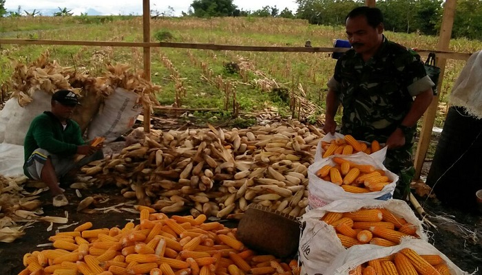 Babinsa Desa Ngepoh Serda Joko Riyono melaksanakan upaya khusus, pendampingan panen jagung jenis P 27,seluas 1 Ha. Kamis (25/01/2018). Foto: Dok. Istimewa/NusantaraNews