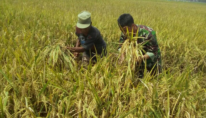 Pendampingan panen padi di Desa Sideorejo dilakukan oleh Babinsa Desa Sidorejo, Koramil 0807/13 Kauman, Sertu Susanto. Foto Md 0807/ NusantaraNews